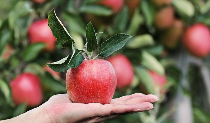 Wapń wpływa na dobre wybarwienie owoców